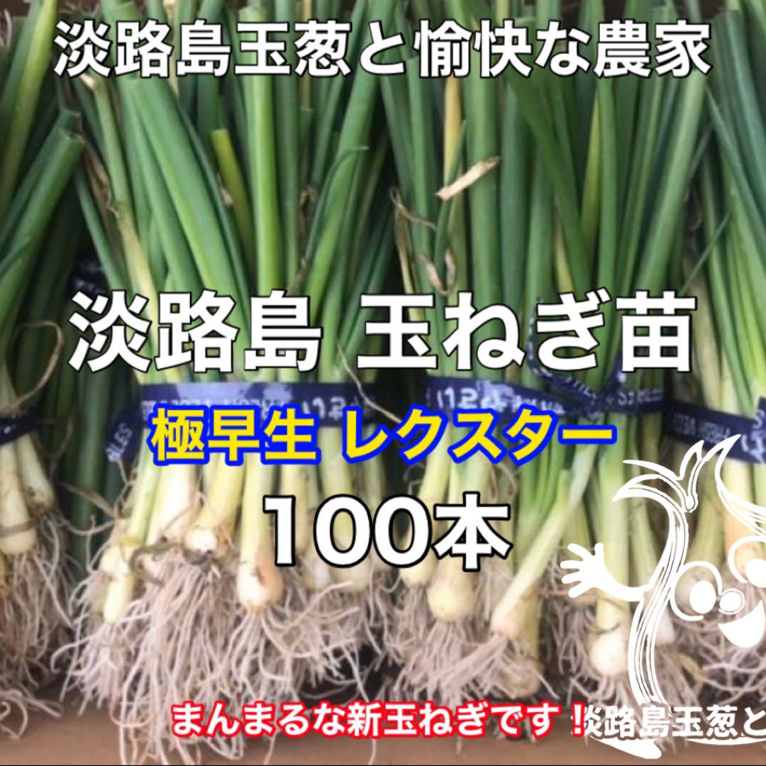 淡路島産 ひく 玉ねぎ苗 極早生 100本 たまねぎ苗 玉葱苗