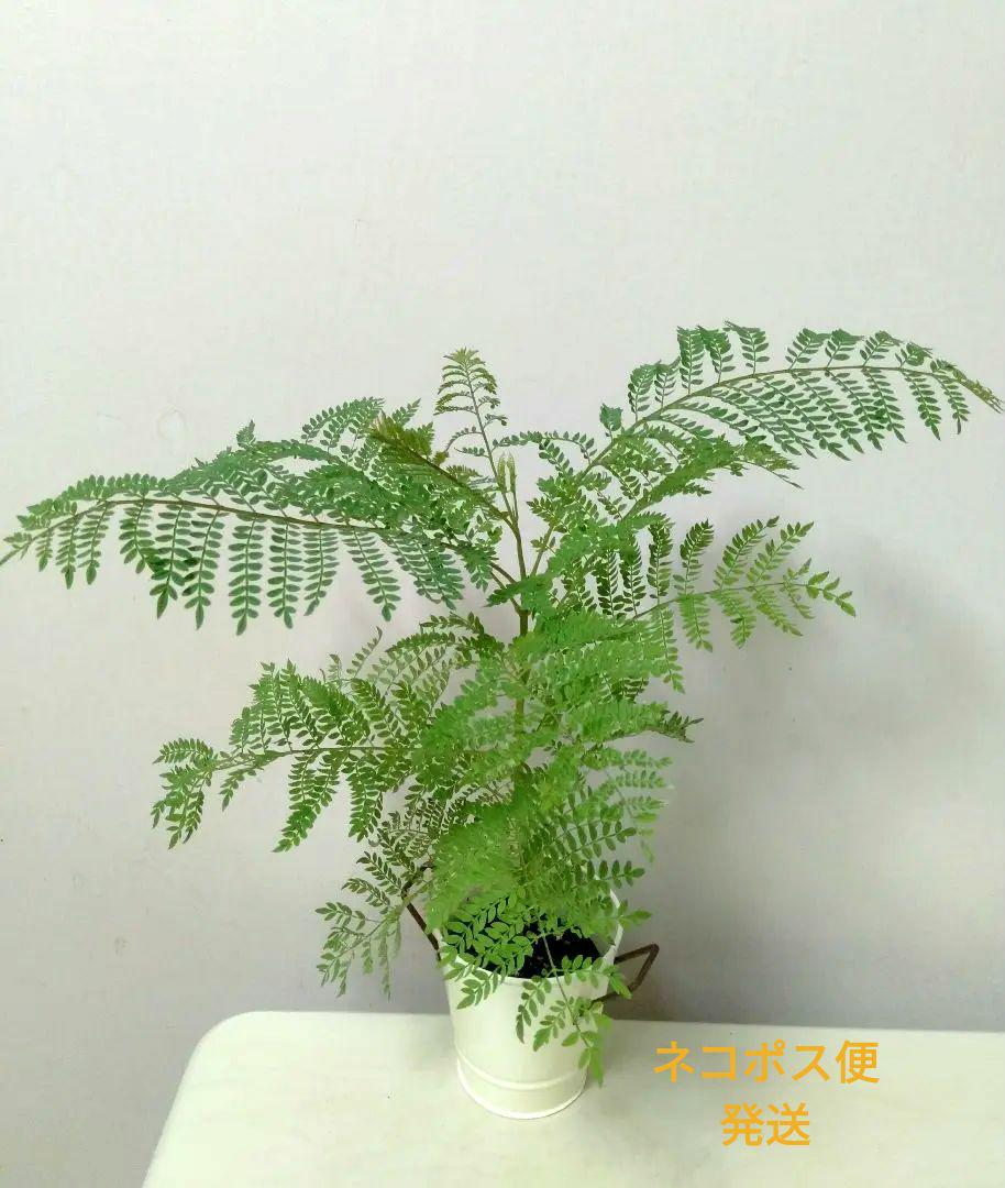 山採り鉢植え。アオダモ株。 程遠く