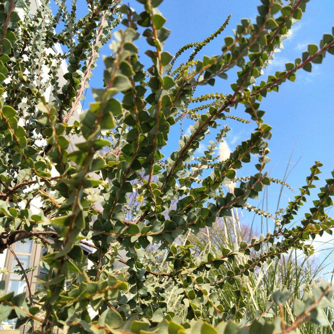 ミモザ ユーカリ ミツバハマゴウ ブラシの木 切り枝 花材