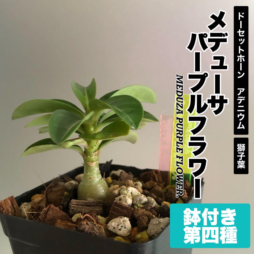 賭けてみないか】獅子葉アデニウム メデューサ“ パープルフラワー かたかっ ” ‼︎‼︎‼︎