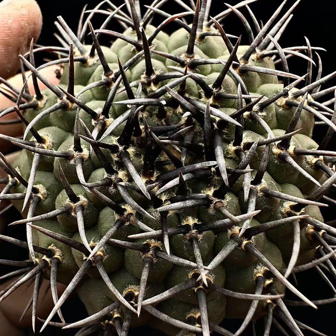 サボテン 多肉植物 遅かっ ギムノカリキウム 太刺黑刺鳳頭