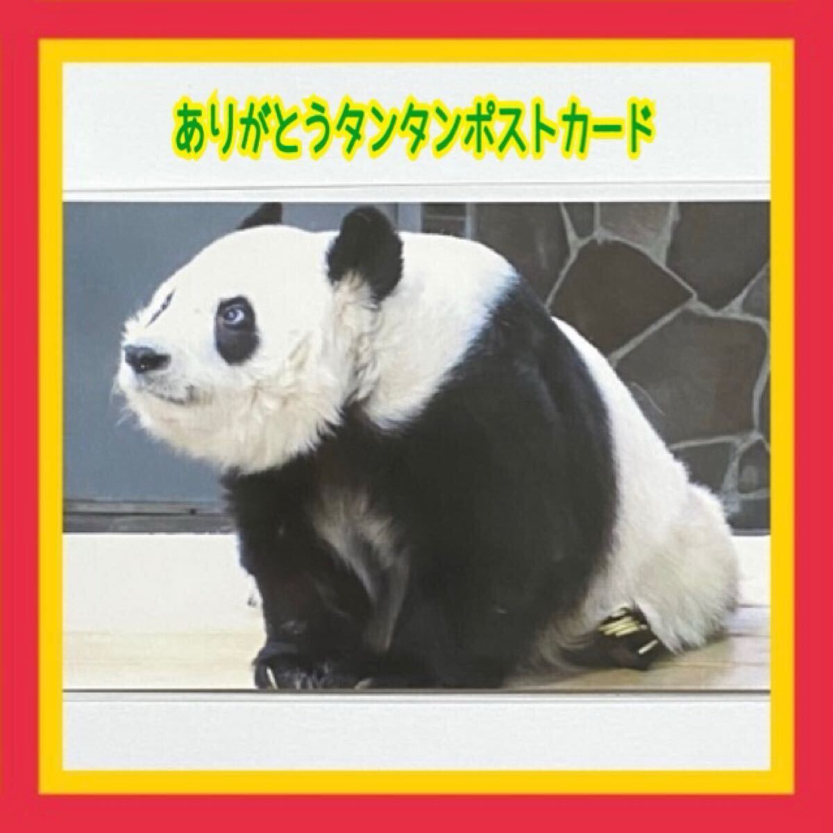 タンタン SOLD OUT「ありがとうタンタンポストカード」王子動物園公式ポストカード／ジャイアントパンダ シャンシャン リーリー