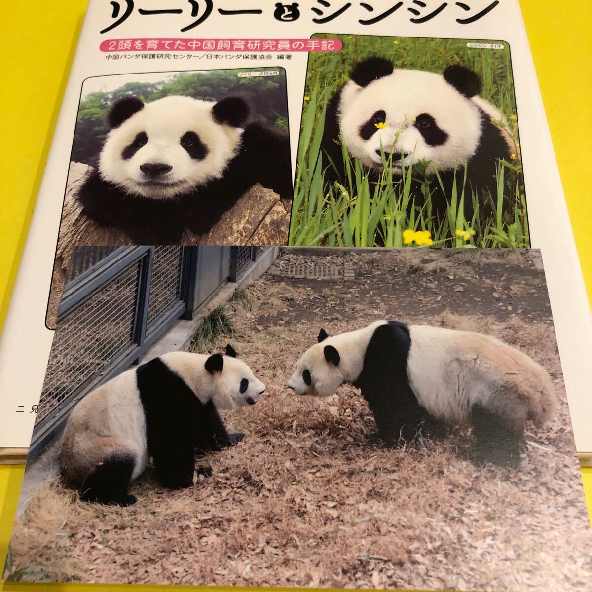 タンタン SOLD OUT「ありがとうタンタンポストカード」王子動物園公式ポストカード／ジャイアントパンダ 物足りなかっ