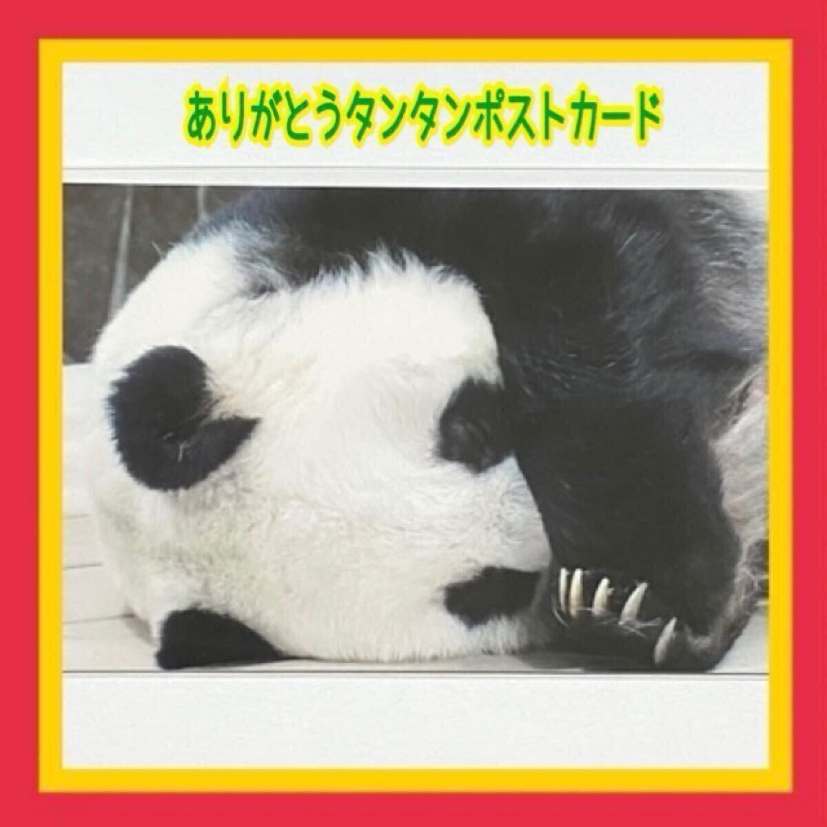 タンタン SOLD OUT「ありがとうタンタンポストカード」王子動物園公式ポストカード／ジャイアントパンダ シャンシャン 細か