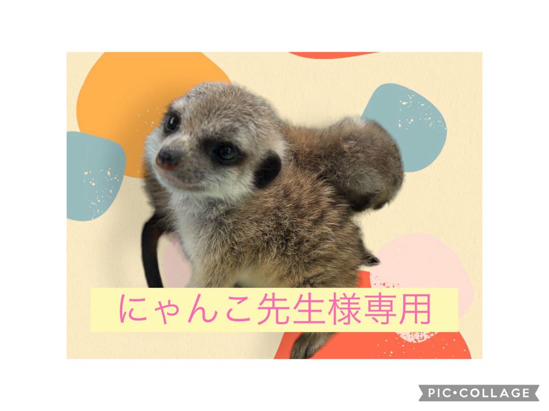 にゃんこ先生様専用 なかろ