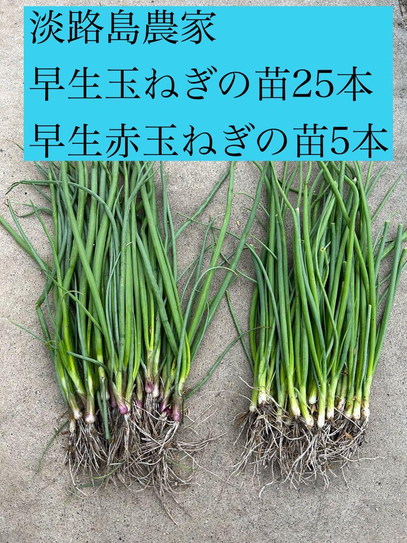 淡路島農家の玉ねぎの苗25本と赤玉ねぎの苗5本 合計