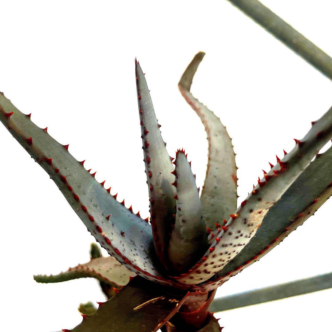 aloe conifera アロエ コニフェラ 実生株 最高