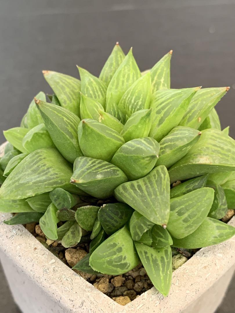 多肉植物 ハオルチア 花鏡 最大