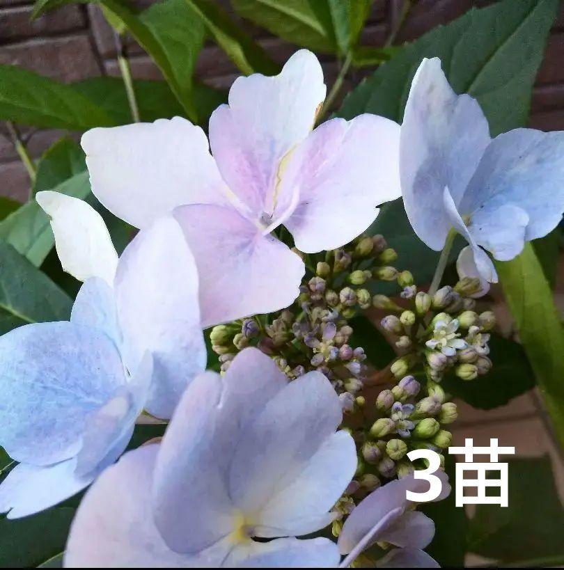 紫陽花苗 割引中 冬咲き紫陽花