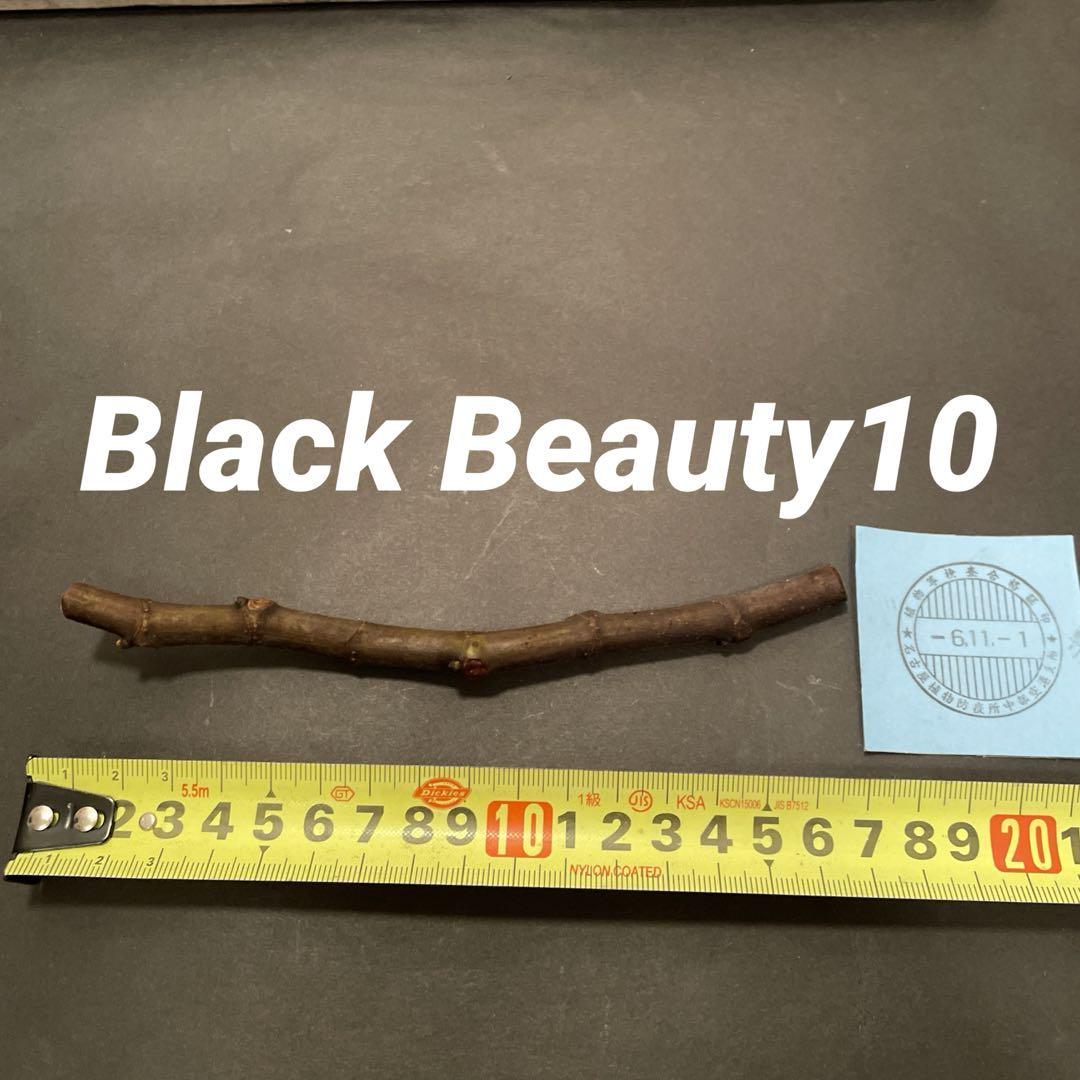 イチジク おすすめセット特集 穂木 Black Beauty10⑪