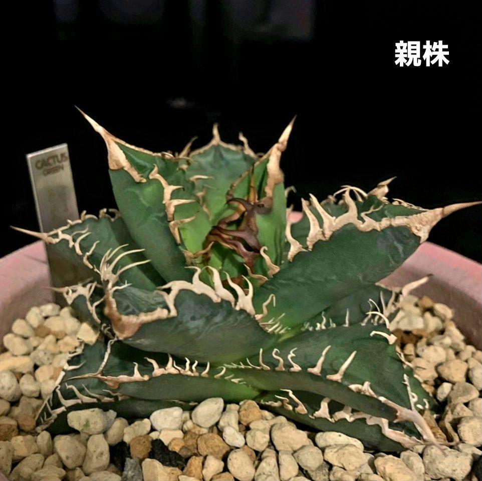 アガベ スーパーチタノタ 大満足 子株① チタノタ オテロイ CACTUSGREEN