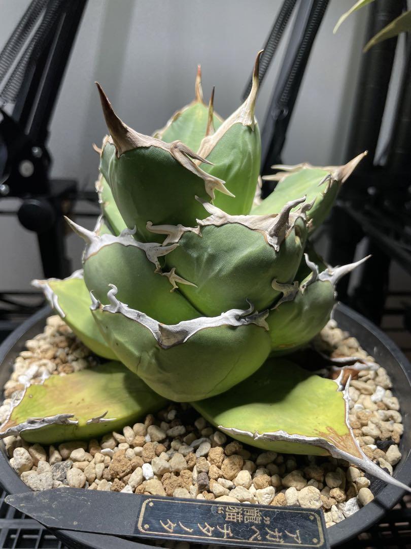 アガベ チタノタ Agave 購入キャンペーン特集 titanota Chinchira 龍猫