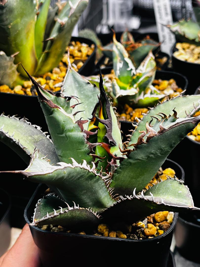 AGAVE OTEROI 実生選抜株 新シーズン 青葉系