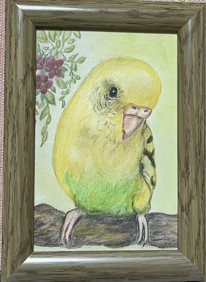 色鉛筆画 リアル可愛いセキセイインコ色鉛筆画 原画 ハガキサイズ 鳥 ハルクイン 時間限定商品