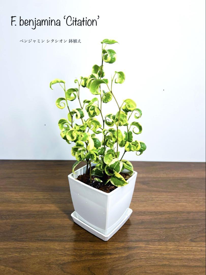 ベンジャミンバロック 限定版特集 シタシオン □鉢植え□ 観葉植物 そのまま飾れる ②