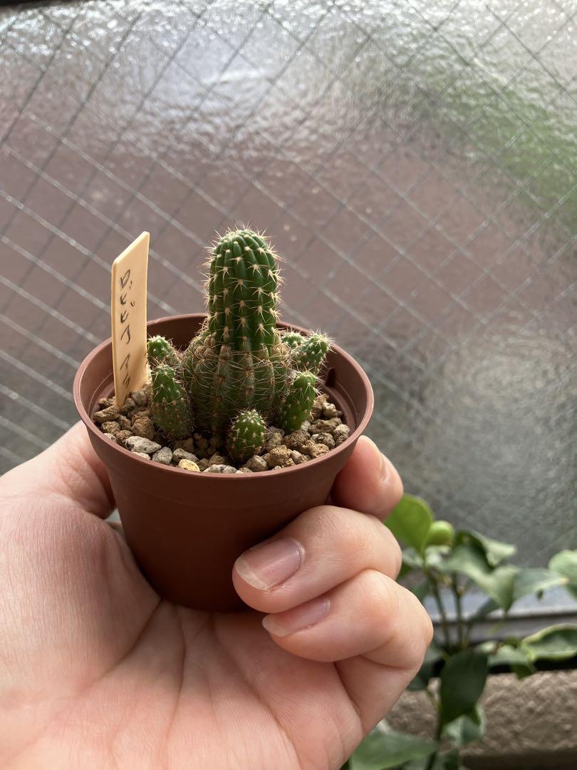 花サボテン⭐️ロビビア お気に入り アラクナカンサ⭐️