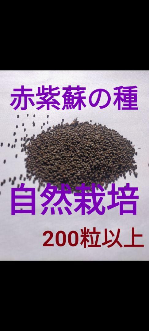 赤しその種 自然栽培 スペシャル価格 200粒以上