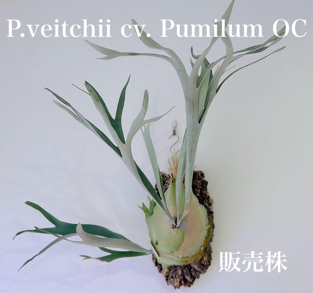 ビカクシダ 群生株 P.veitchii cv. Pumilum プミラム OC 予約販売