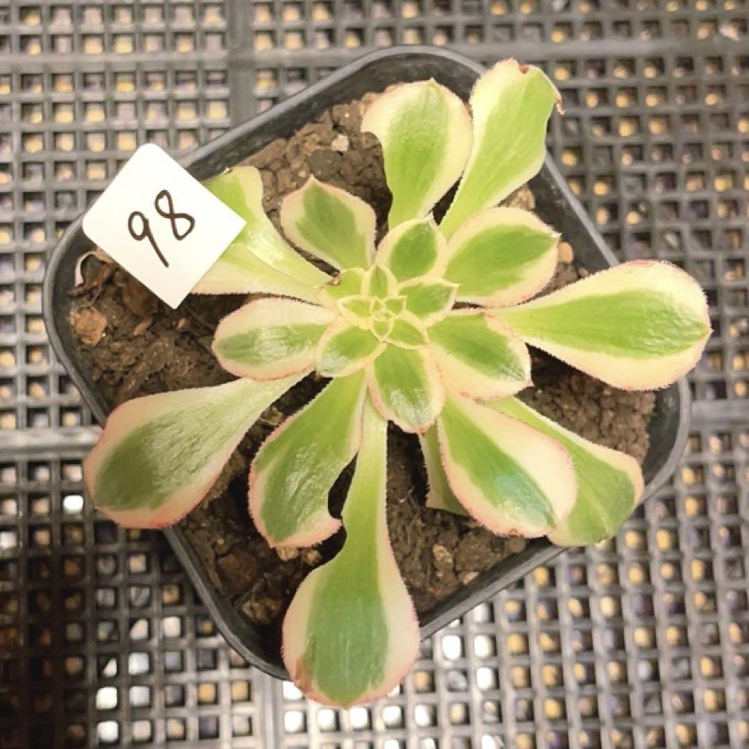 98#多肉植物アエオニウム錦❤️ V錦錦 ❤️1頭8-9cm拔き