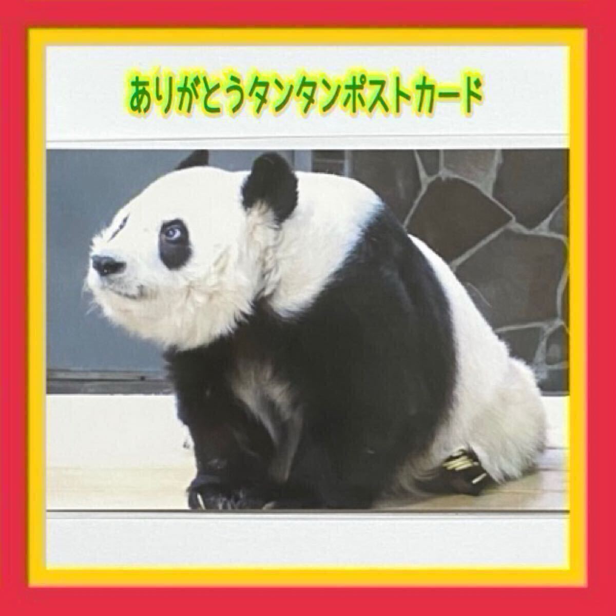 シンシン 真真 上野動物園 ポストカード＆ステッカー 毎日パンダ L判ブロマイド わずらわしい ① ジャイアントパンダ リーリー シャンシャン  売買されたオークション情報 落札价格 【au payマーケット】の商品情報をアーカイブ公開