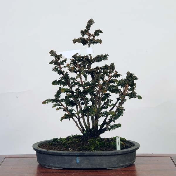 遊恵盆栽 特選：石化桧(ひのき) 現品 *ヒノキ Chamaecyparis ほしかっ Hinoki bonsai 中品盆栽