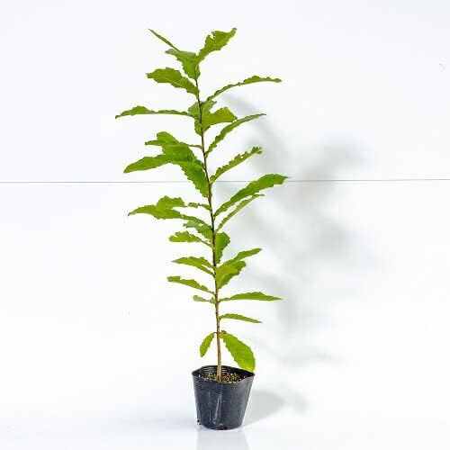 植木業販 フイリアオキ 樹高0.4m前後 15cmポット (単品) 販売 苗 植木 苗木 庭木 垣根 生垣 生け垣 生垣用 目隠し