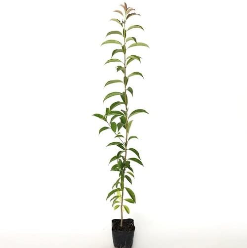 植木業販ナナミノキ樹高0.8m前後10.5cmポット【40本セット】ななみの