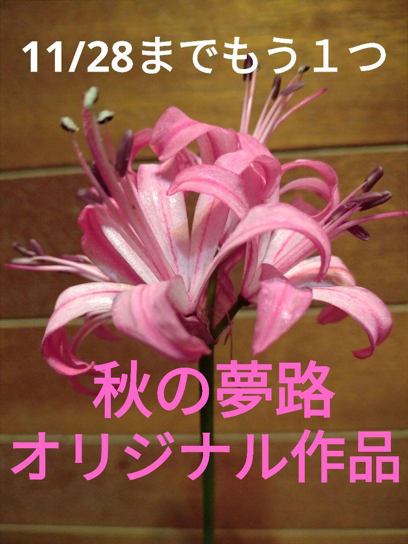 ダイヤモンドリリー❤オリジナル秋の夢路１球根 ピンクに濃い線が入って