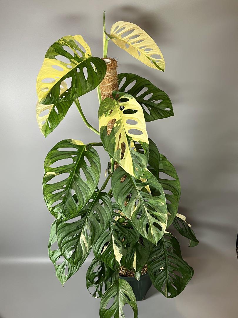 マドカズラ 斑入り Monstera adansonii 極斑 大葉 3 先取り