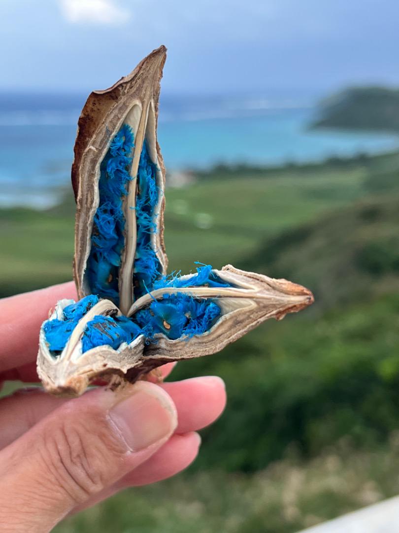 旅人の木 タビビトノキ 扇芭蕉 ドライフラワー 沖縄 宮古島 スピリチュアル チョイス