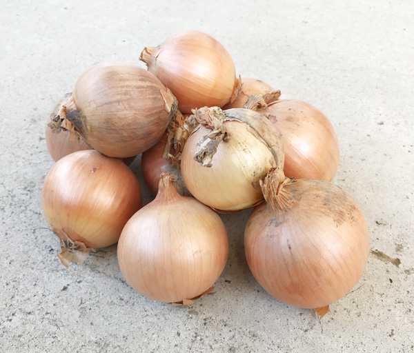 自然栽培 たまねぎ(1kg)☆北海道産☆いやしの野菜☆25年以上無