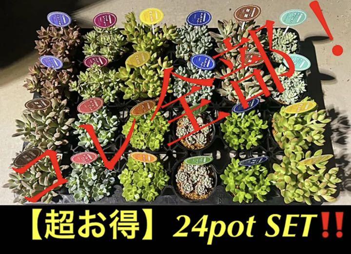 超お得❗️】コレ全部‼️24pot SET‼️