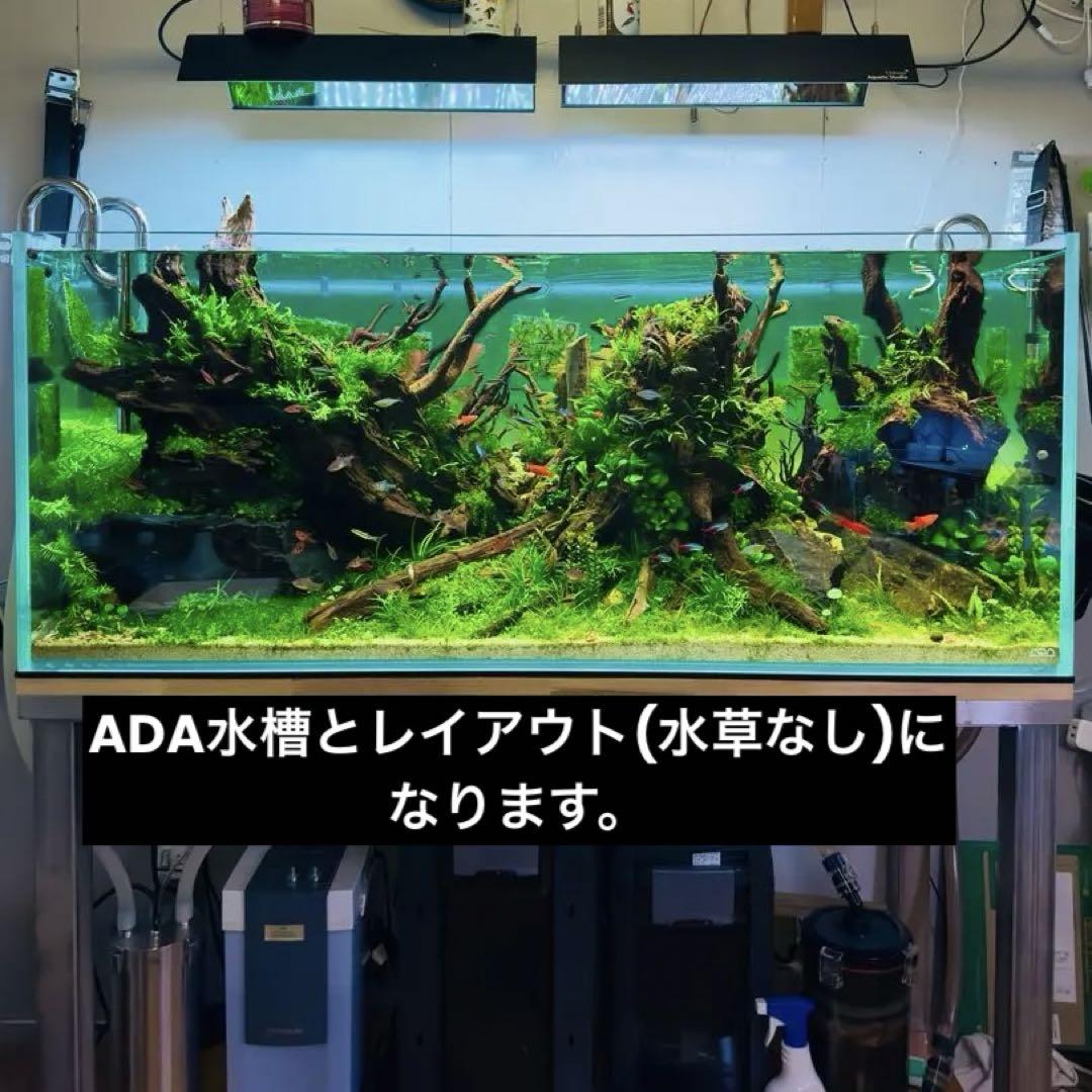 ADA水槽とレイアウト 120x50x50CM あったかい