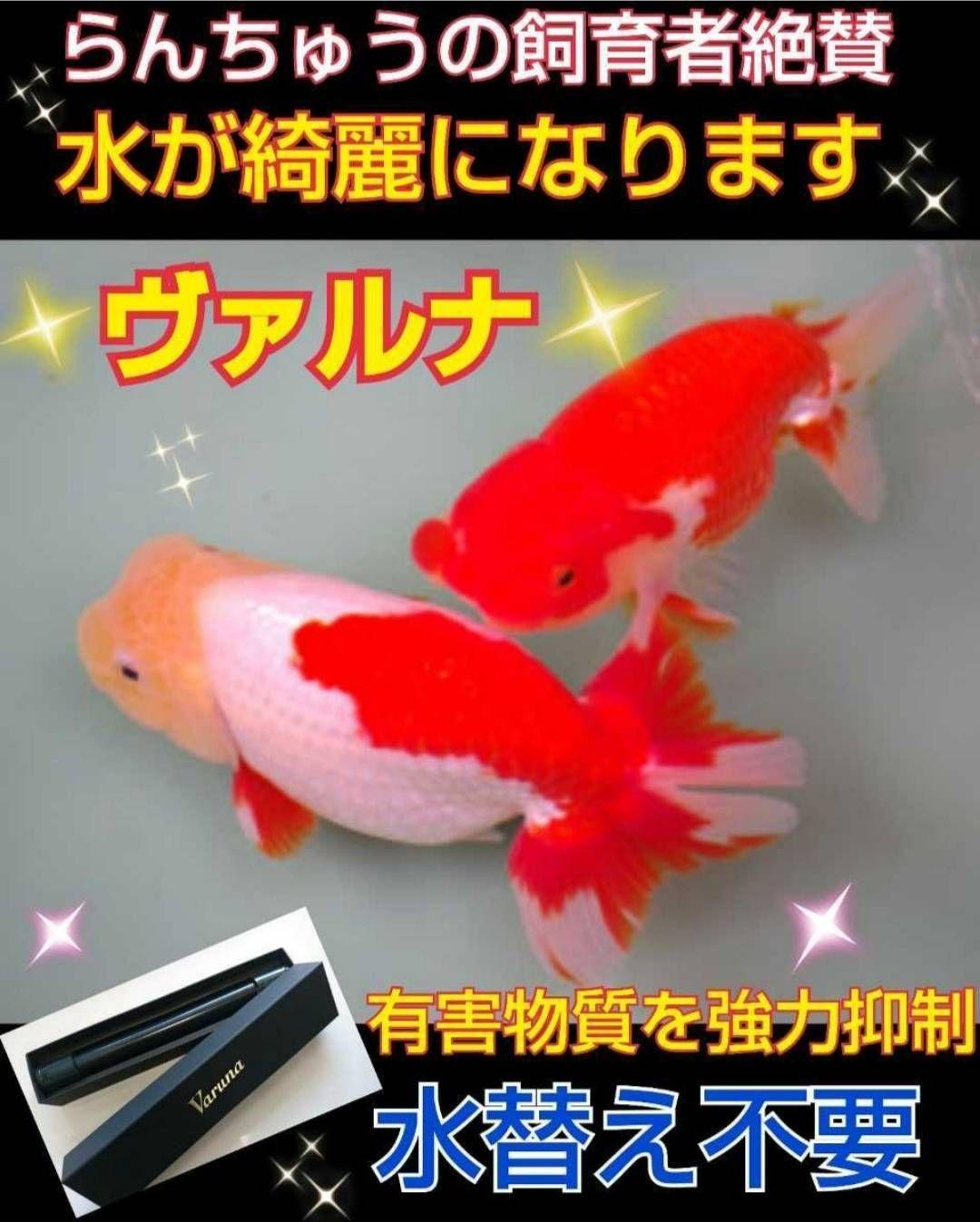 らんちゅうの飼育者絶賛！水槽の水を綺麗に保つ【ヴァルナ】有害物質、病原菌