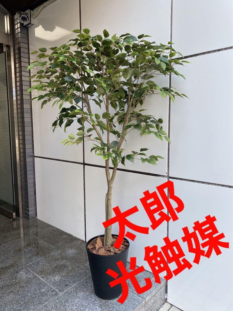 光触媒 人工観葉植物 ウォールグリーン フェイクグリーン ベンジャミン145