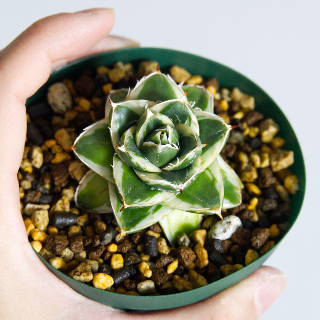 Agave hybrid 百鬼夜行その2 👻魍魎👻 @botanical_seeker 株