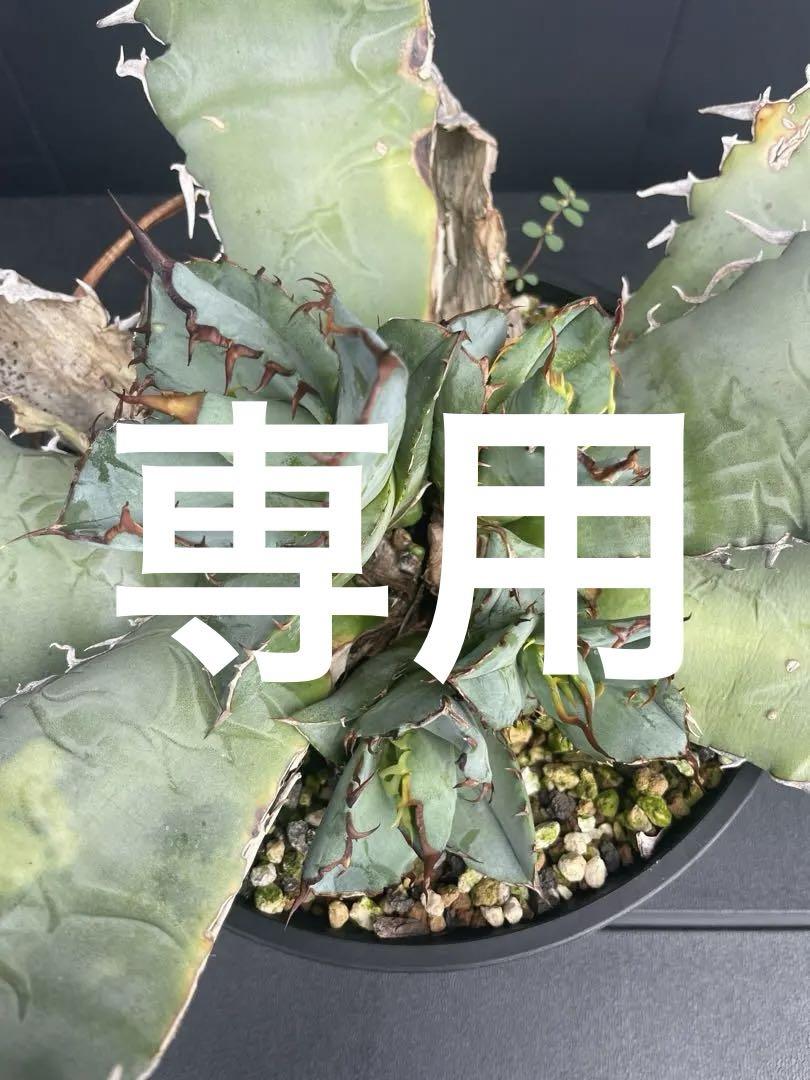 アガベ オアハカ 