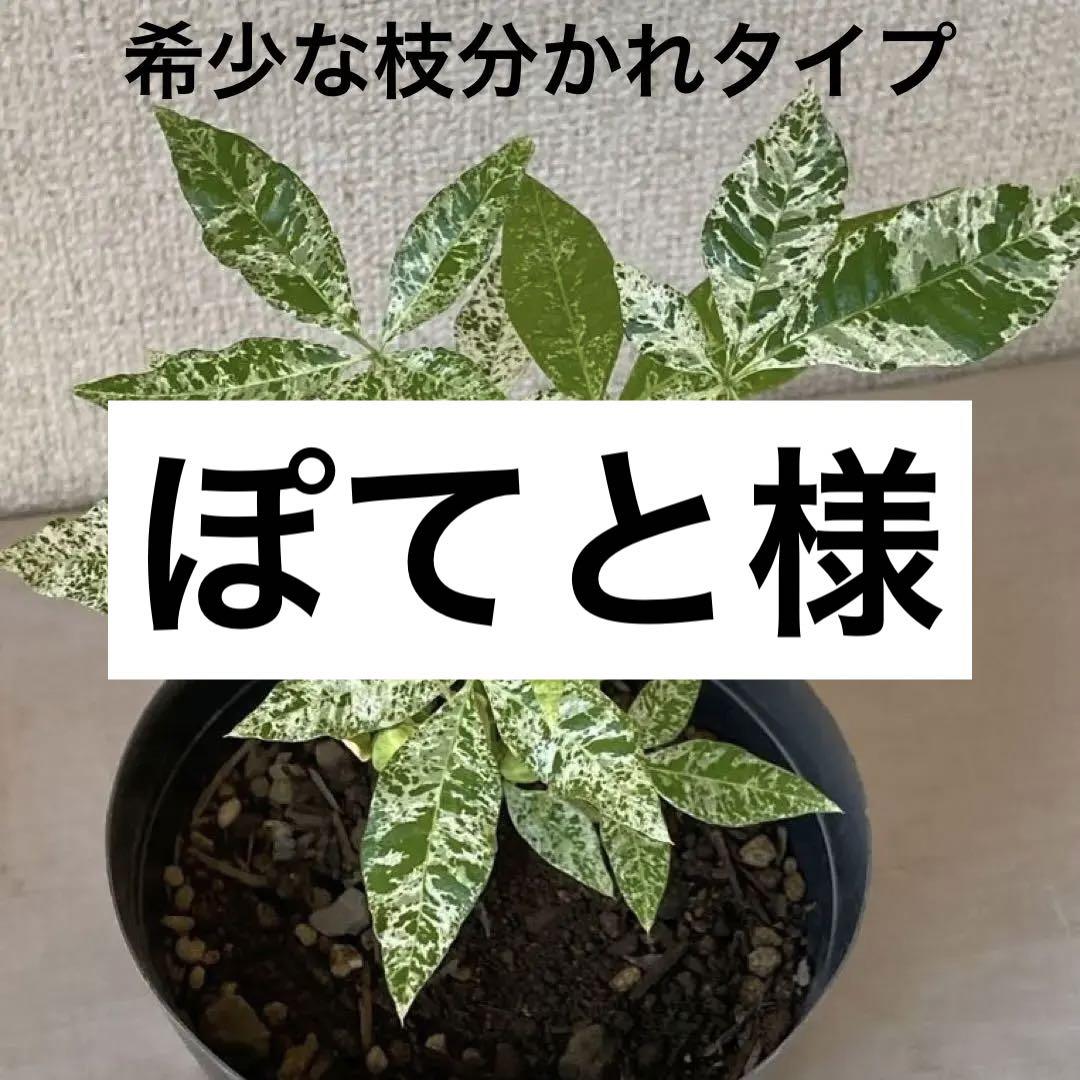 国産] 実生 斑入りパキラ ミルキーウェイ 観葉植物