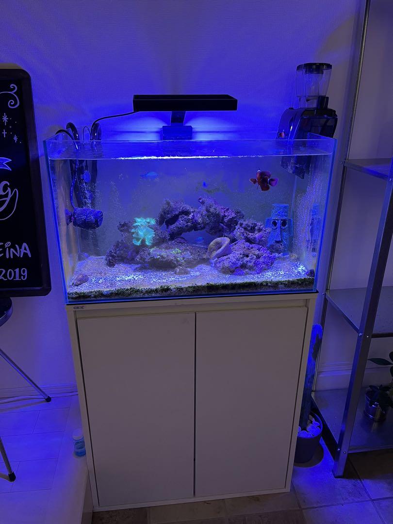 海水魚用60cm水槽 生体、ソフトコーラル付き