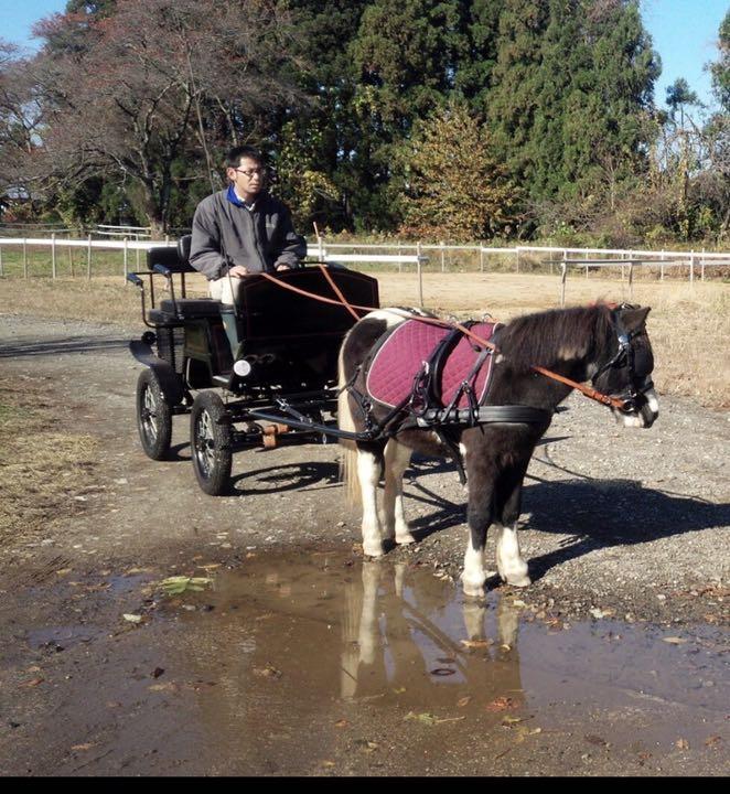 ポニー用 塩辛い 馬車