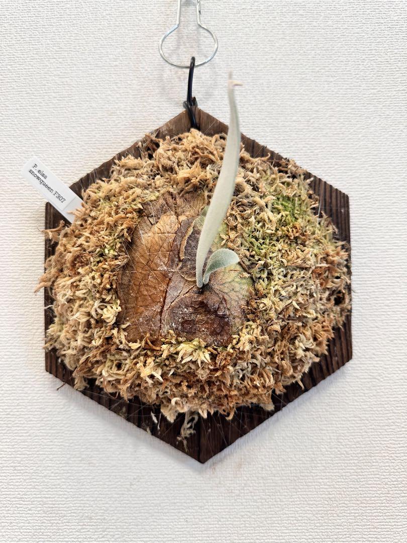 P.Elsa (子株）（P.elsa 心細 snowqueen F307 ビカクシダ エルサ）