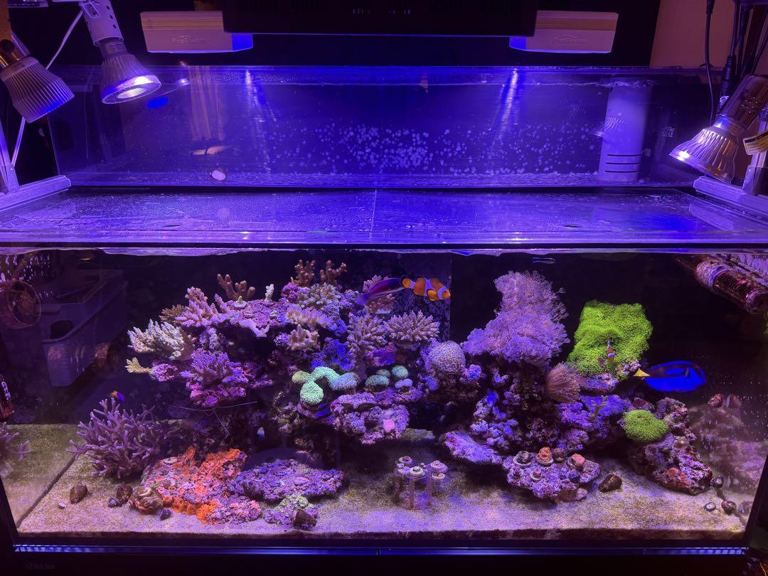 説明追加要確認リフジウム水槽 1200 リーファー REEFER RedSea