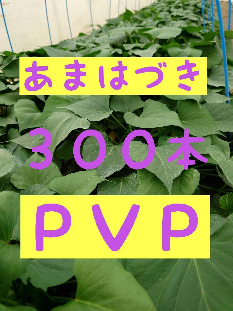 さつまいも苗【あまはづき苗３００本】【ウイルスフリー切り苗】 まぶし