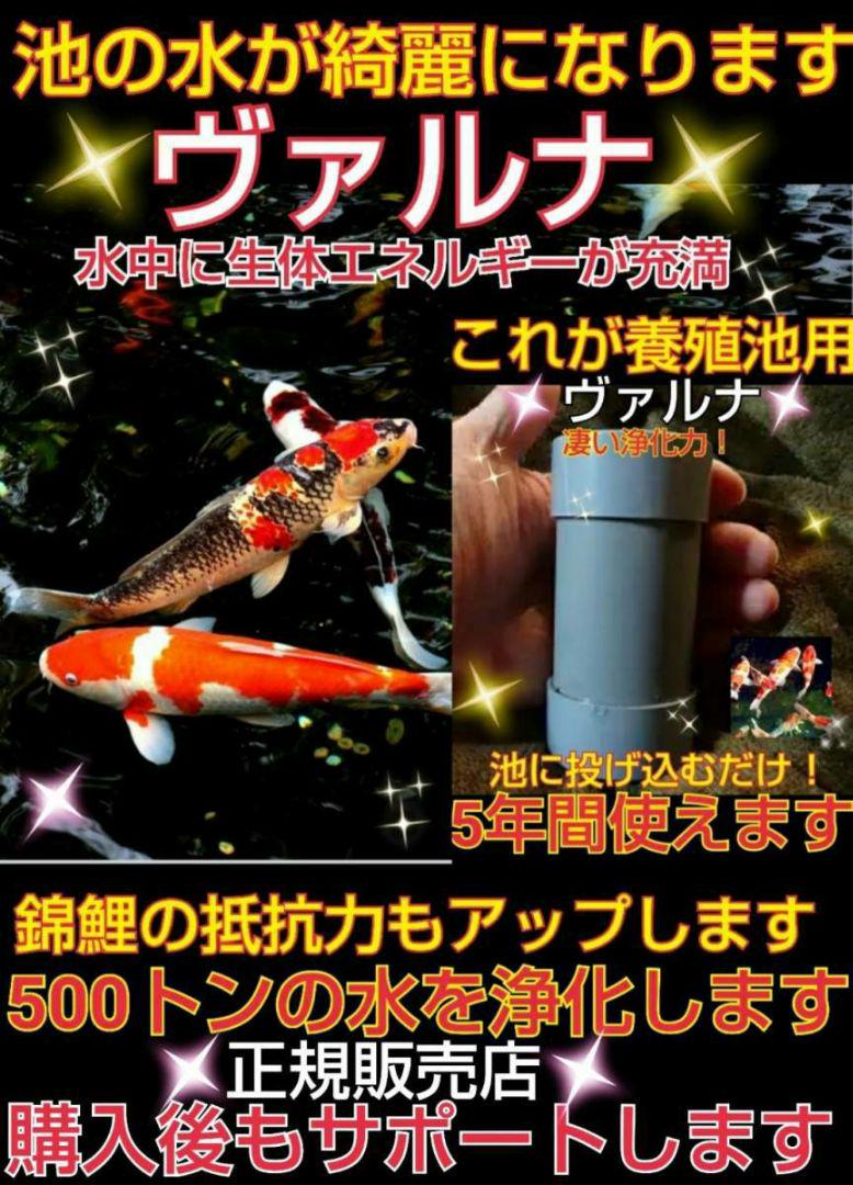 池の水質が抜群に【ヴァルナ池用】500トン浄化！病原菌や感染症