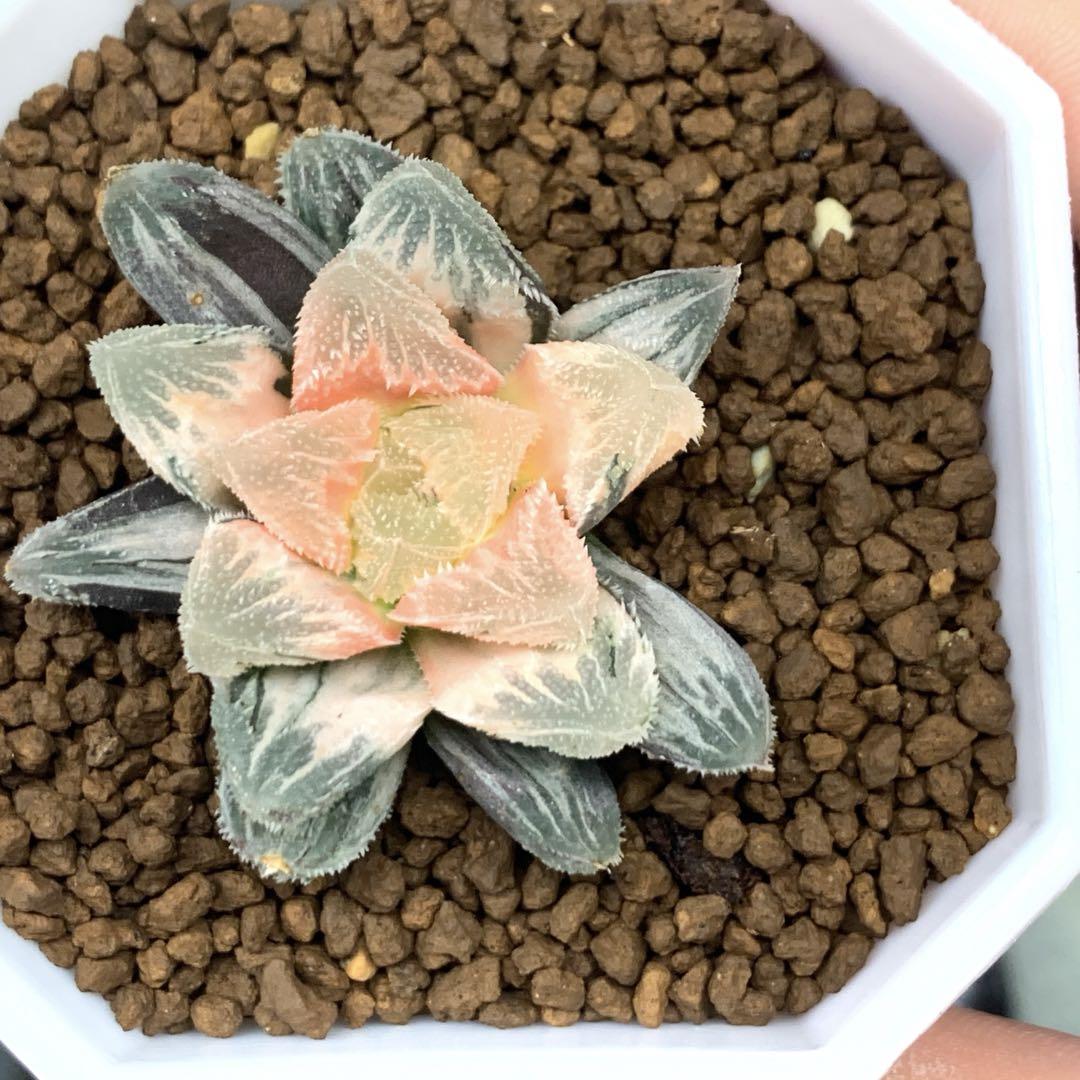 多肉植物 ハオルチア 丸葉ピクタ錦 一品限り - メルカリ