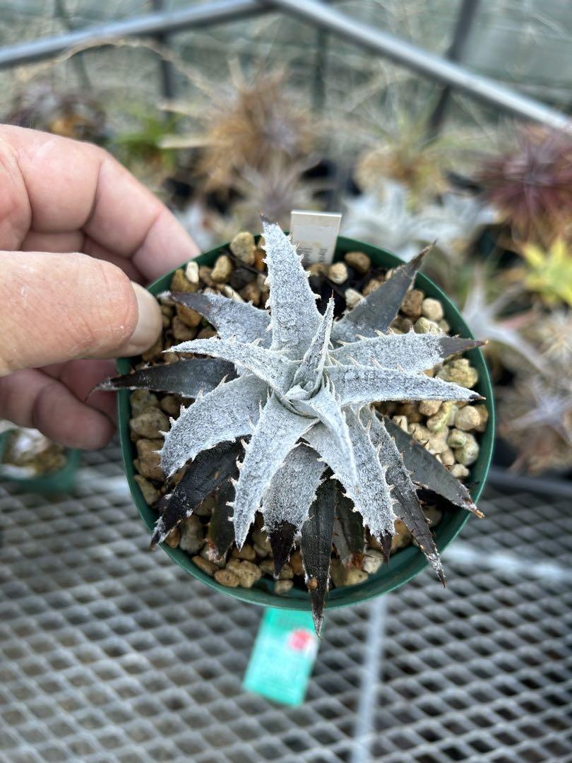 レア 野生株 原種 ディッキア Dyckia lindelvaldeae ⑴