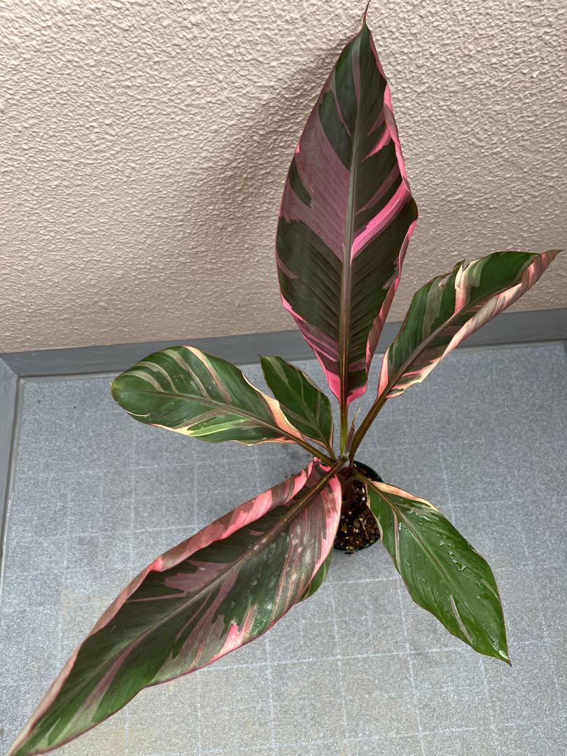 Musa Nono pink variegated たまらな 斑入りバナナ