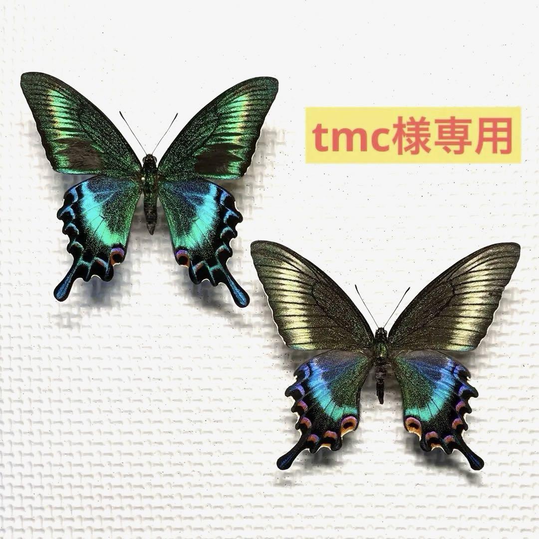 蝶標本 ⭐️tmc様専用⭐️ 極美麗ミヤマカラスアゲハ♂♀ 甘ったる 北海道