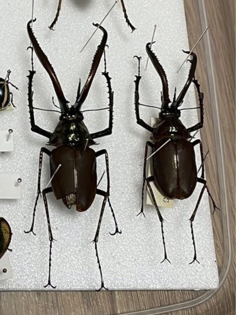 安価 チリクワガタ ホロメタリクス 標本 （グランドコジシラクワガタ 標本