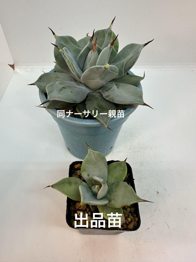 三本線赤玉土使用 黒い アガベ 塊根植物用土 「極小粒」 ２㍑ コーデックス培養土 売買されたオークション情報 落札价格 【au  payマーケット】の商品情報をアーカイブ公開